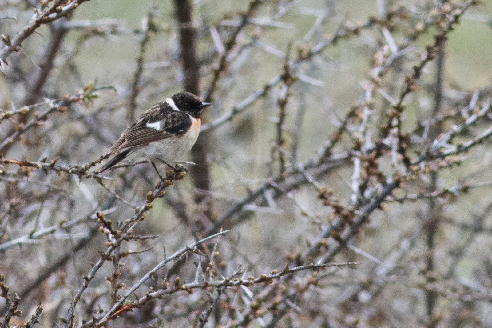 male Caspian Stonechat – Saxicola maurus hemprichii – Kazbegi, Georgiä – 2024/04/14
