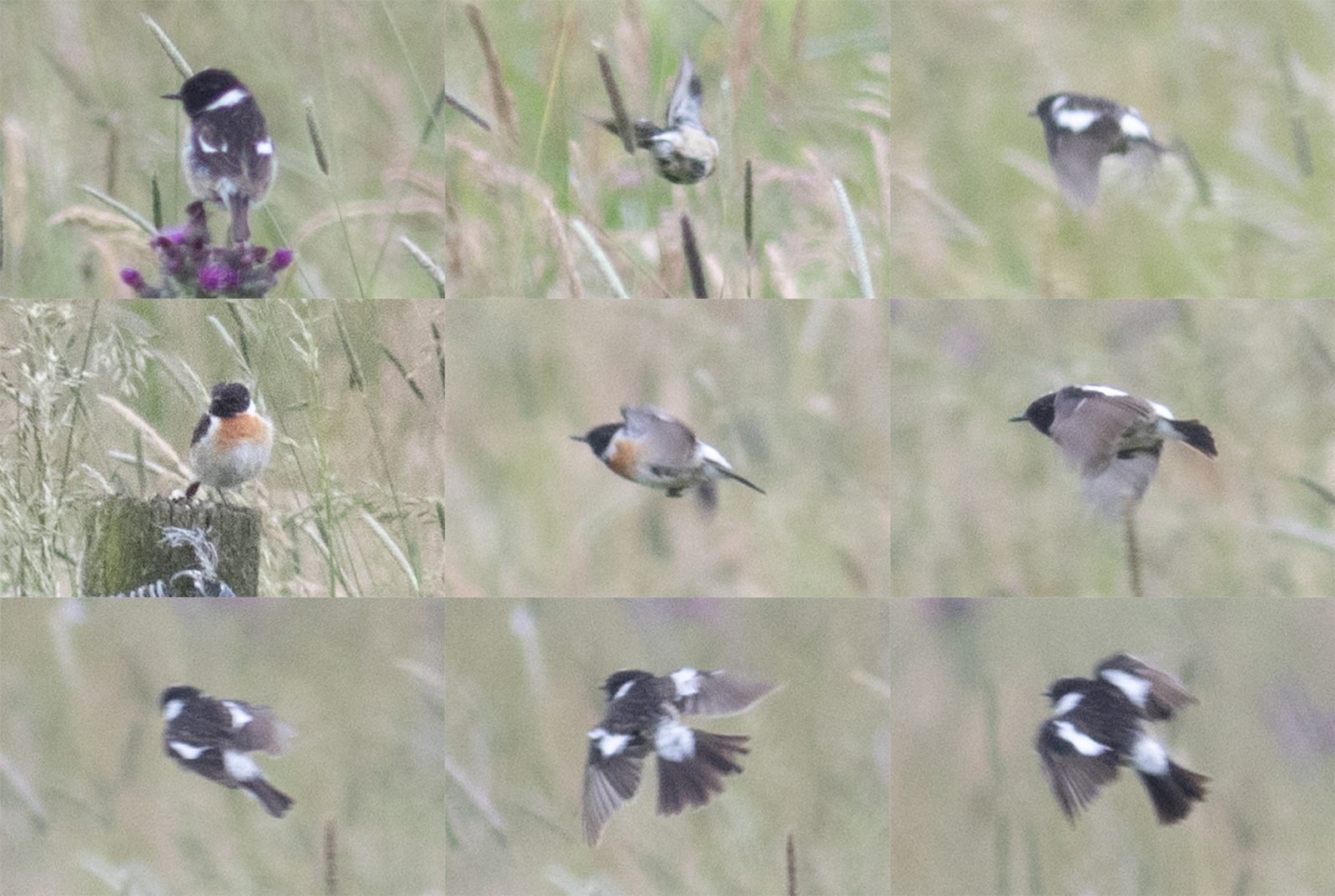 Bird 1 – male European Stonechat – Saxicola rubicola – De Regulieren, Tricht, The Netherlands – 2024/05/27