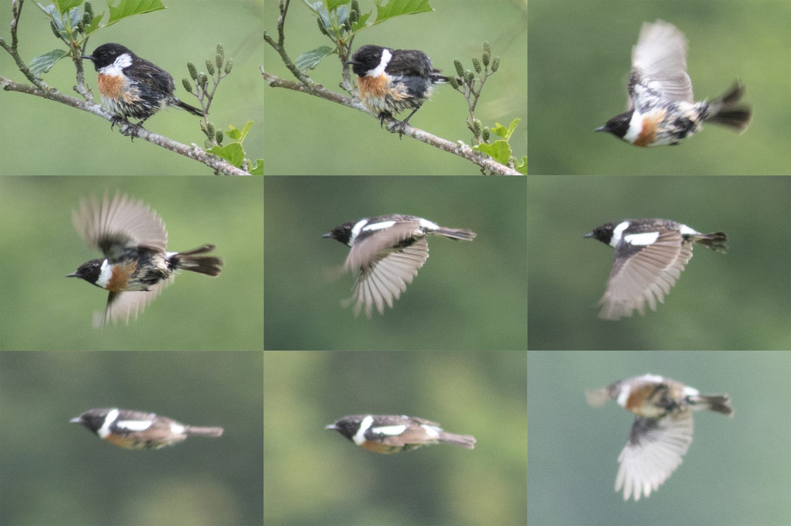 Bird 3 – male European Stonechat – Saxicola rubicola – De Regulieren, Tricht, The Netherlands – 2024/06/06