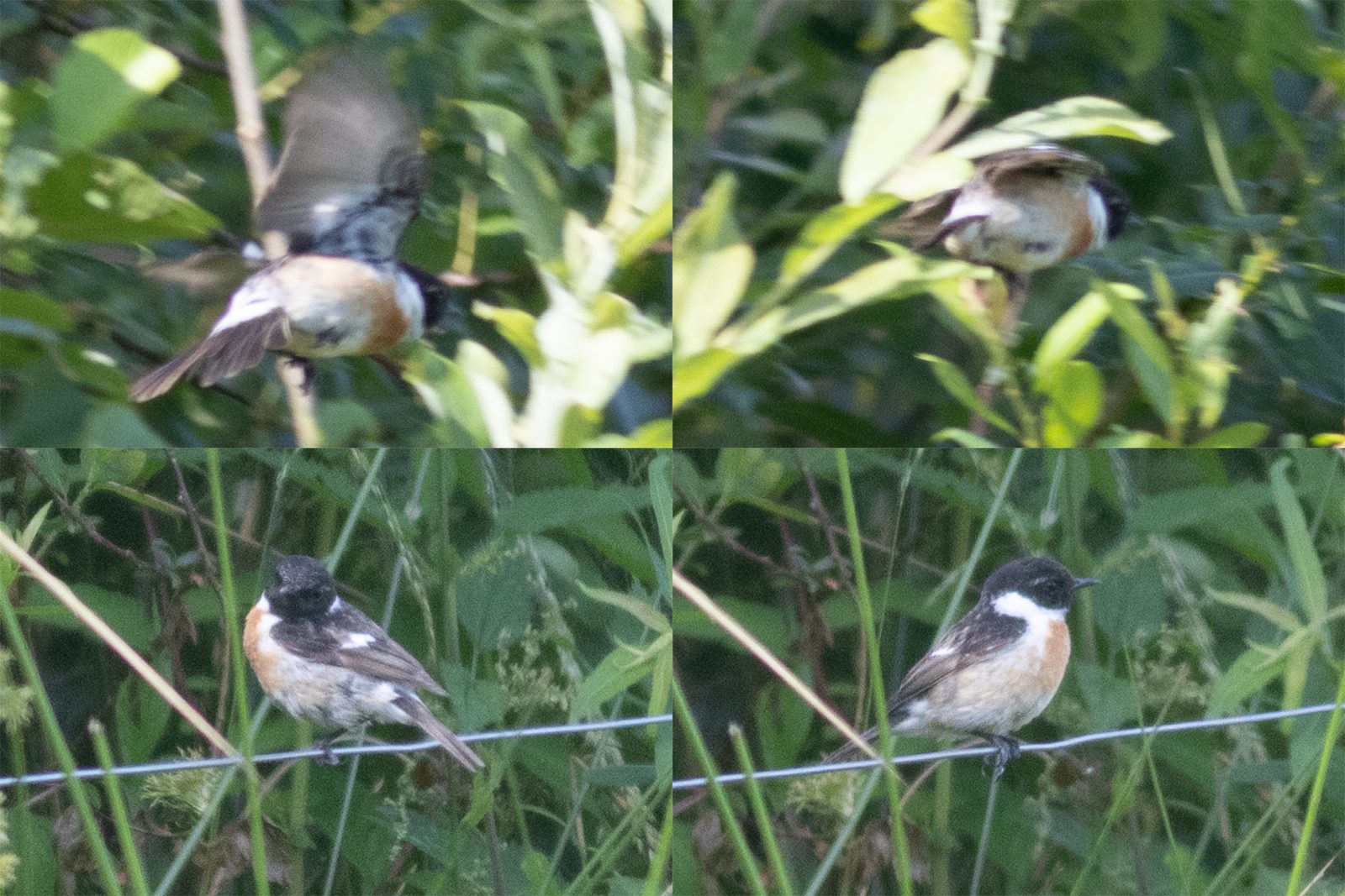 Bird 2 – male European Stonechat – Saxicola rubicola – De Regulieren, Tricht, The Netherlands – 2024/06/05