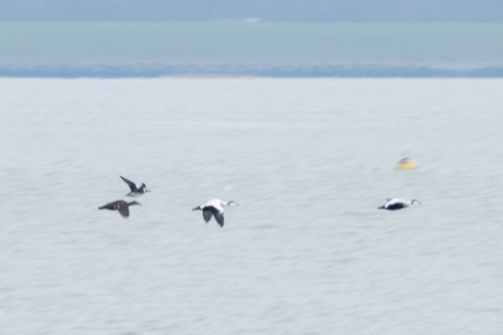 Long-Tailed Duck with Common Eiders