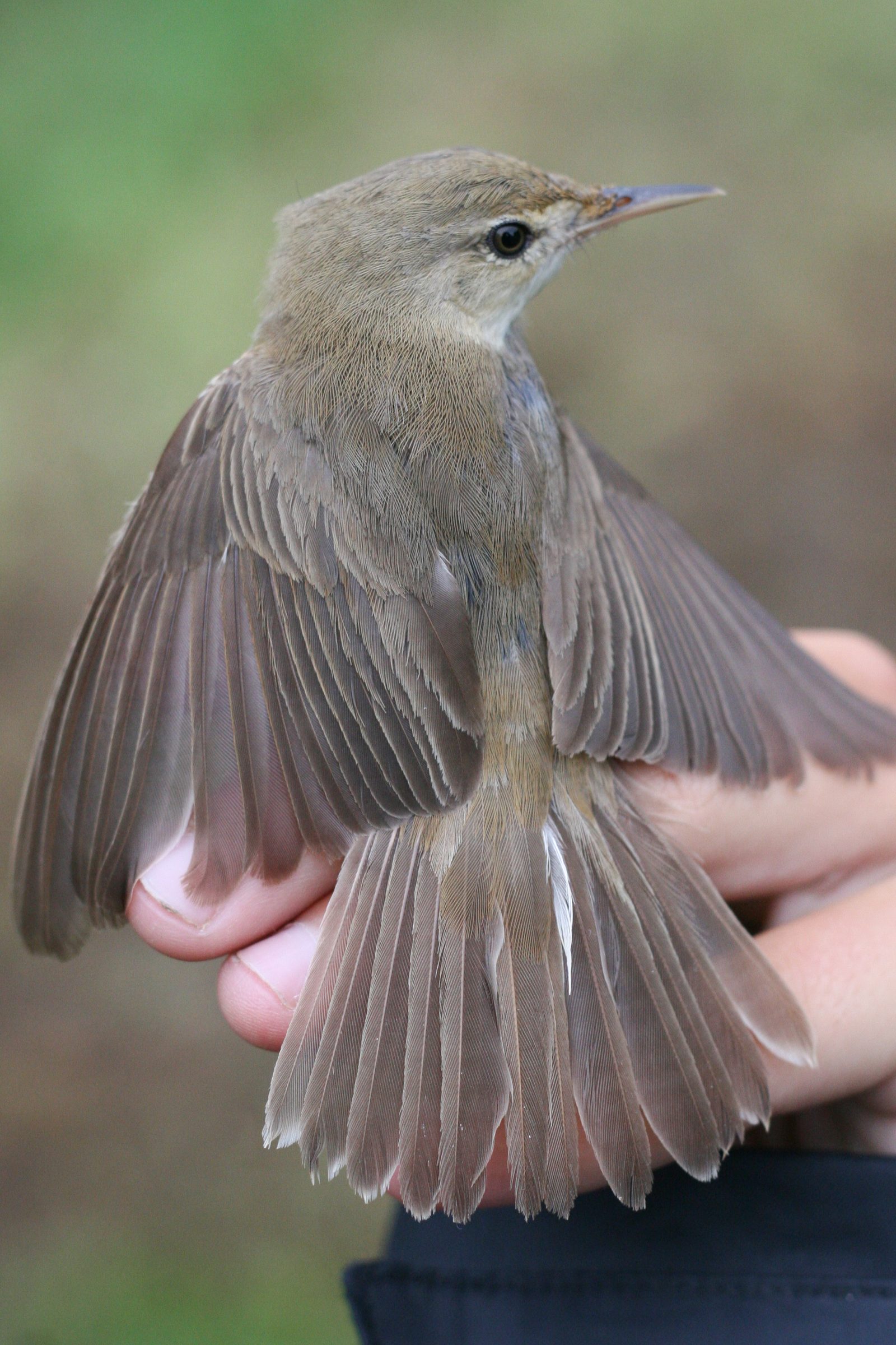 Common Reed Warbler – Acrocephalus scirpaceus (fuscus?) – Batumi, Georgia – 2014/09/16