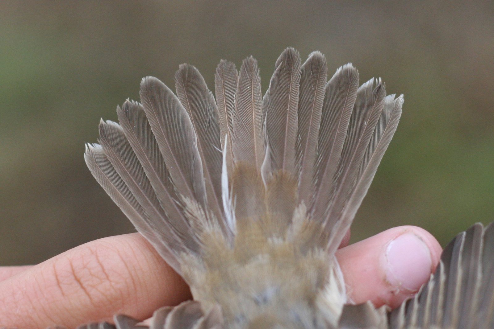 Common Reed Warbler – Acrocephalus scirpaceus (fuscus?) – Batumi, Georgia – 2014/09/16