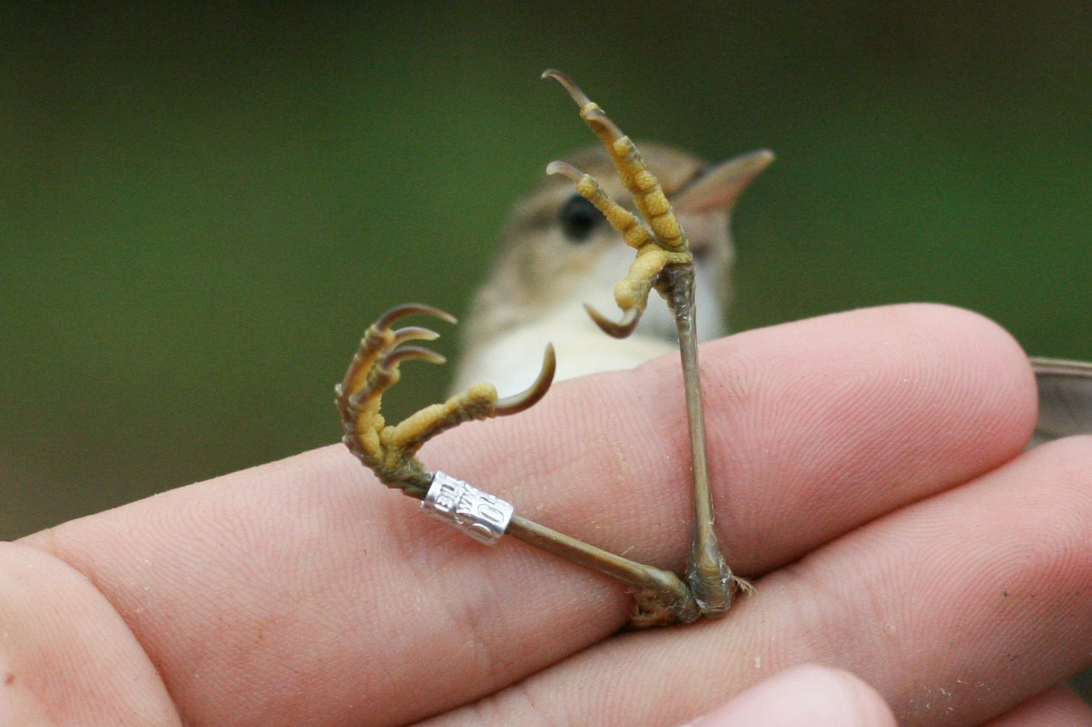 Common Reed Warbler – Acrocephalus scirpaceus (fuscus?) – Batumi, Georgia – 2014/09/16