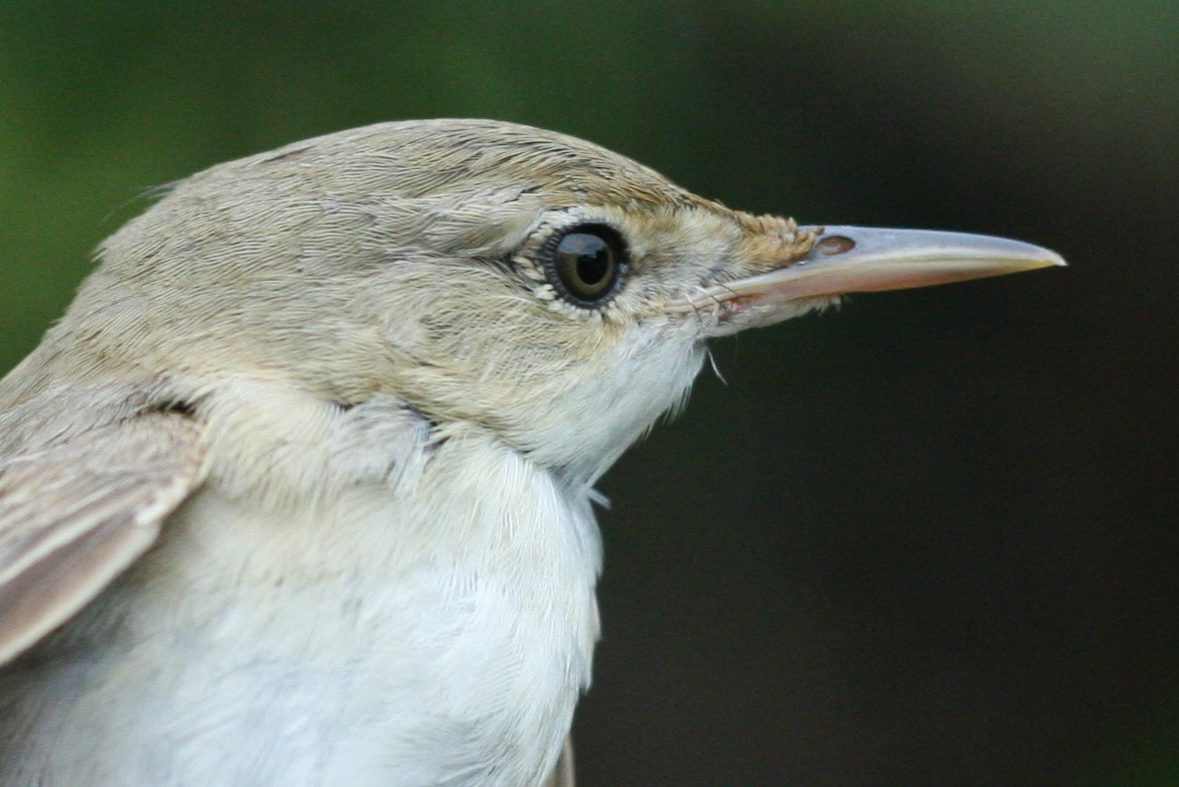 Common Reed Warbler – Acrocephalus scirpaceus (fuscus?) – Batumi, Georgia – 2014/09/16