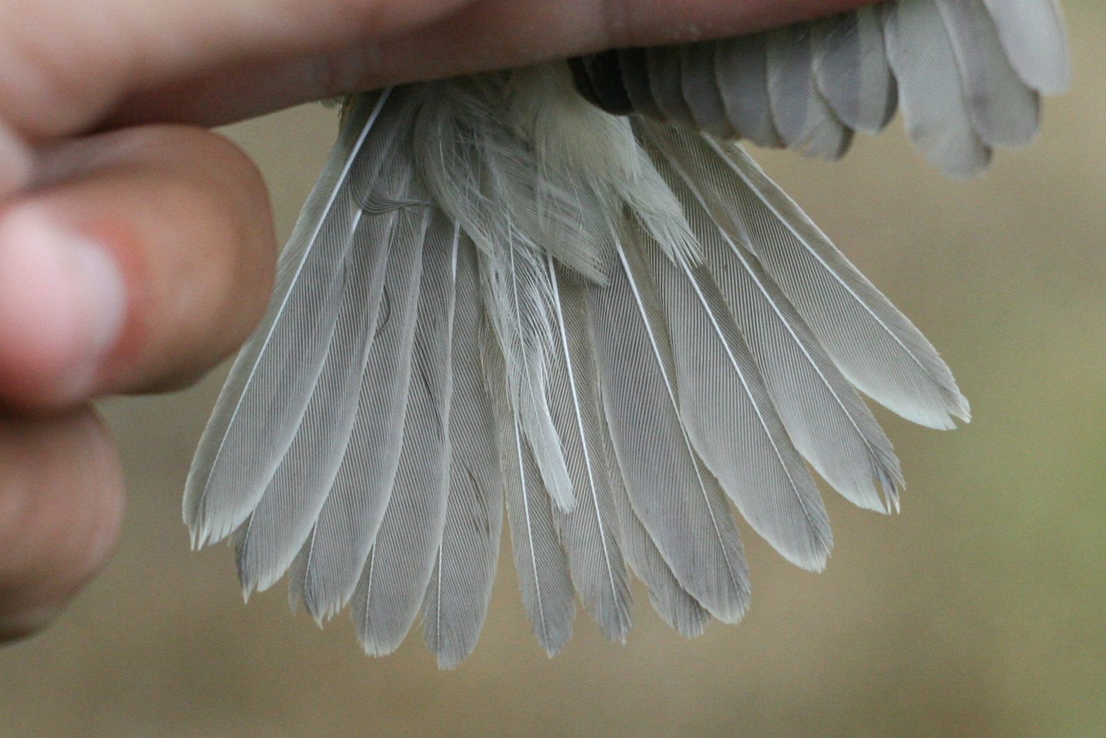 Common Reed Warbler – Acrocephalus scirpaceus (fuscus?) – Batumi, Georgia – 2014/09/16