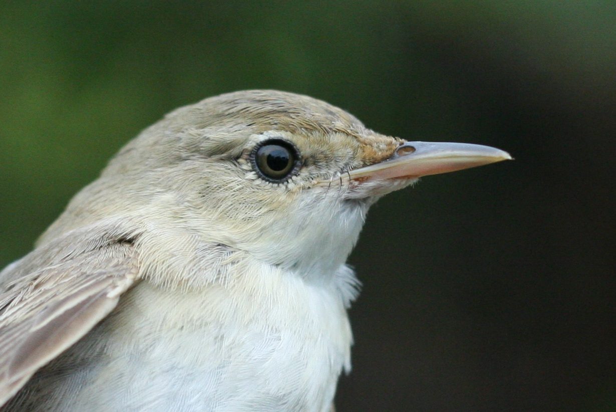 Common Reed Warbler – Acrocephalus scirpaceus (fuscus?) – Batumi, Georgia – 2014/09/16
