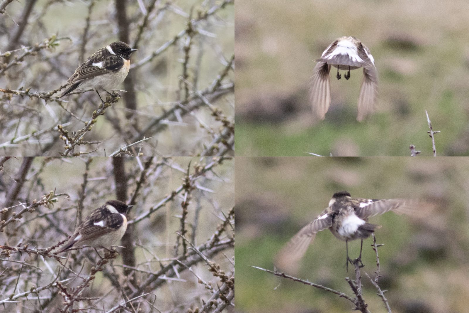 male Caspian Stonechat – Saxicola maurus hemprichii – Kazbegi, Georgiä – 2024/04/14