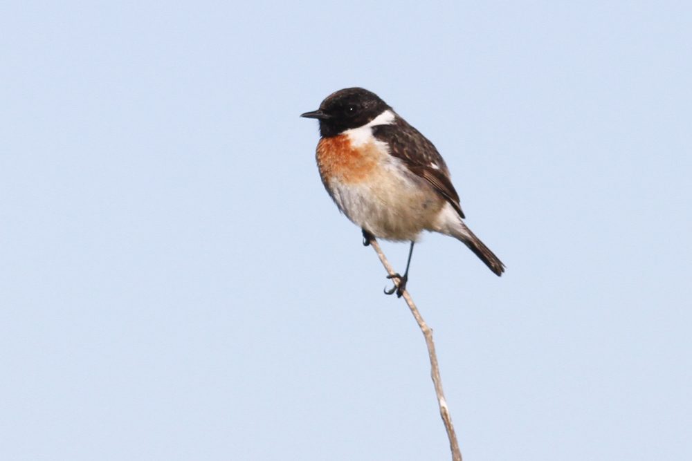 male European Stonechat – Saxicola rubicola – Schiermonnikoog, The Netherlands – 2017/04/29