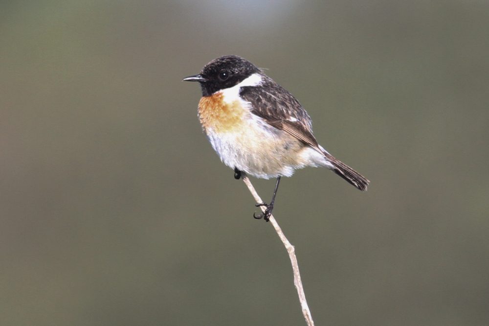 male European Stonechat – Saxicola rubicola – Schiermonnikoog, The Netherlands – 2017/04/29