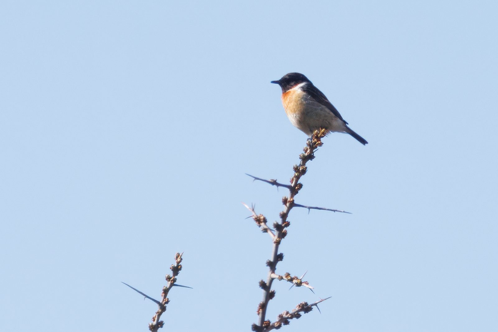 male European Stonechat – Saxicola rubicola rubicola – Kazbegi, Georgiä – 2024/04/15