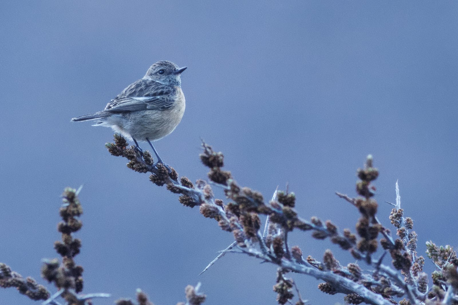 female European Stonechat – Saxicola rubicola rubicola – Kazbegi, Georgiä – 2024/04/16