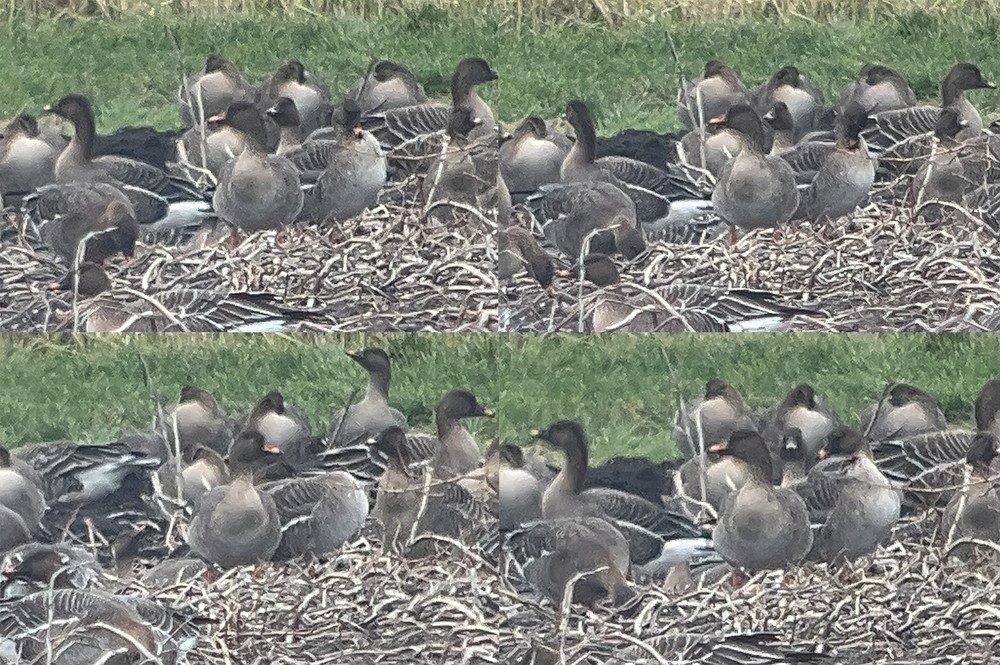 Tundra Bean Goose – Anser serrirostris