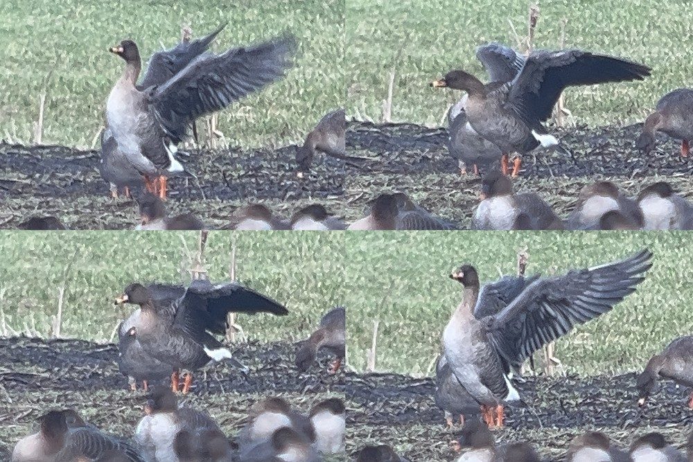 Tundra Bean Goose – Anser serrirostris