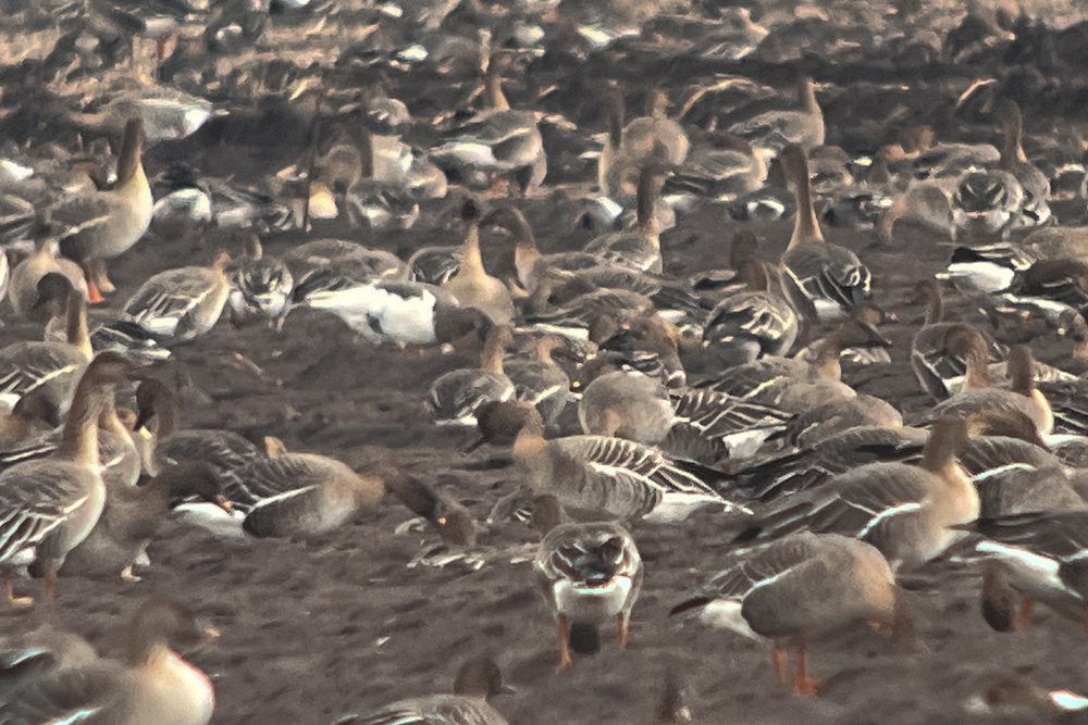 Tundra Bean Goose – Anser serrirostris
