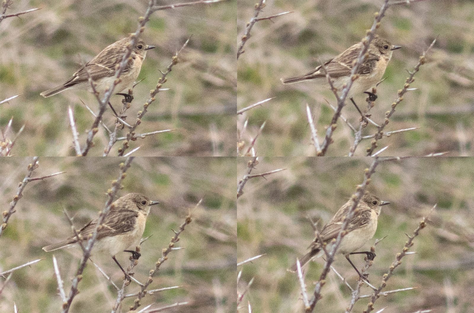female Siberian Stonechat – Saxicola maurus – Kazbegi, Georgiä – 2024/04/14
