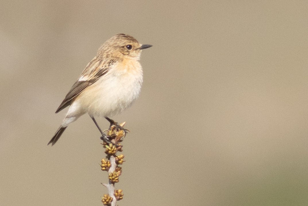 female Siberian Stonechat – Saxicola maurus – Kazbegi, Georgiä – 2024/04/15